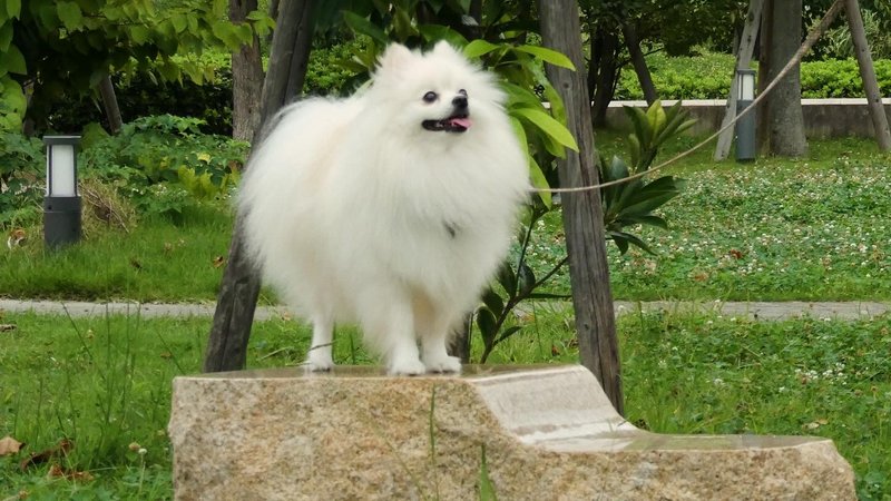 ふわふわが、ここにある