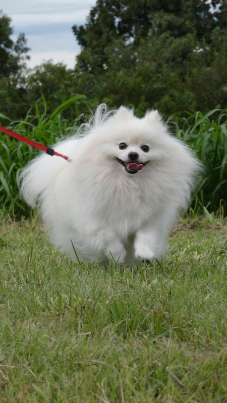 ふわふわ、全力疾走。