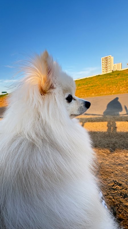 夕暮れと、ふわふわ。
