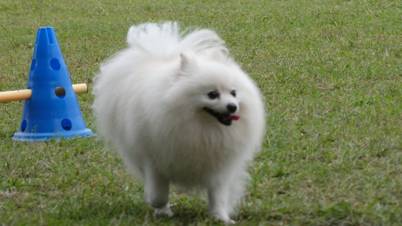 ふわふわトレーニング。