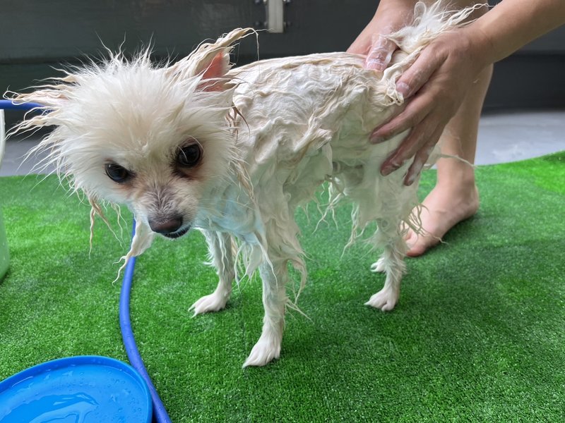 ふわふわ、どこいった？