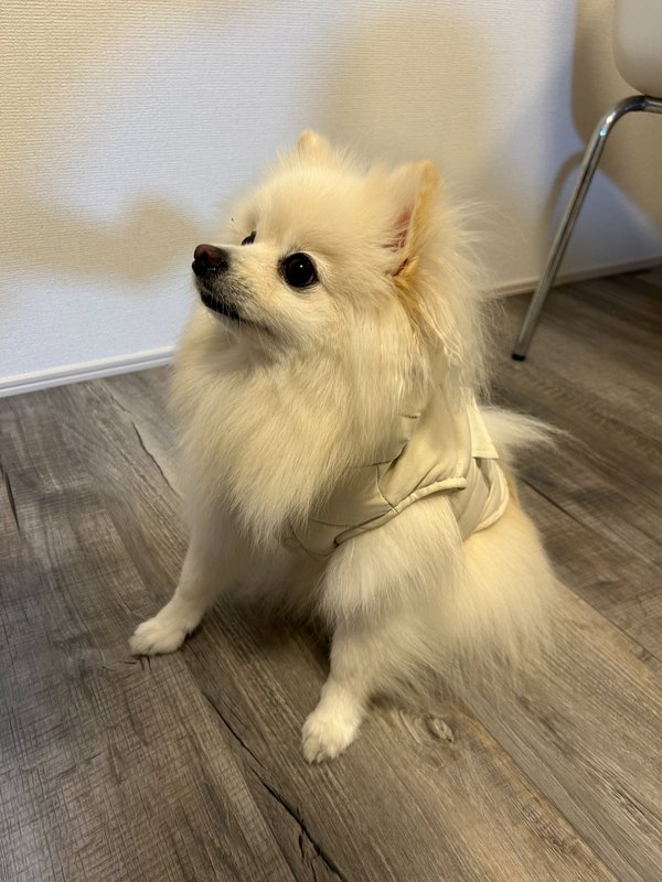 ぼくの、お気に入り