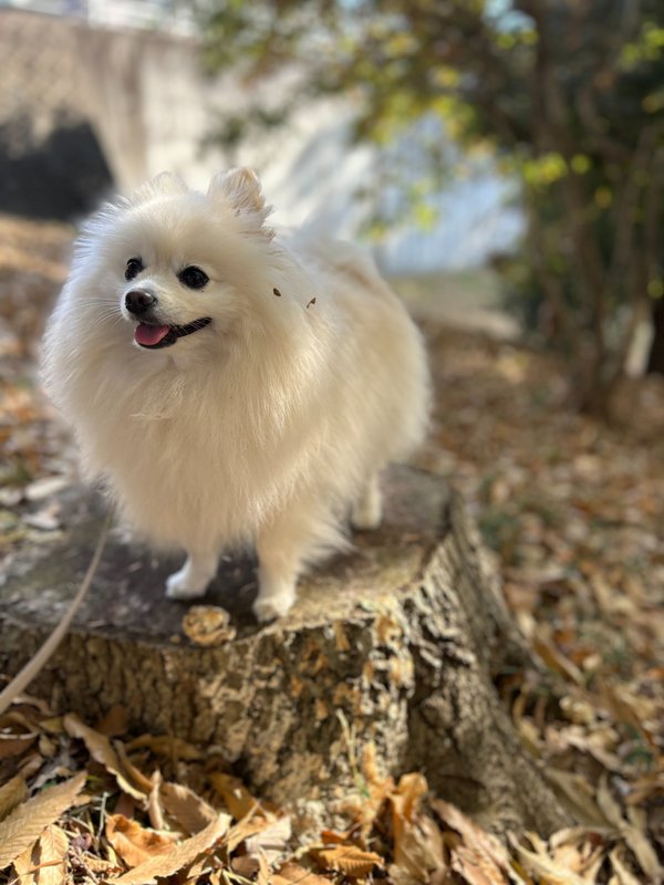 ふわふわ探検家。