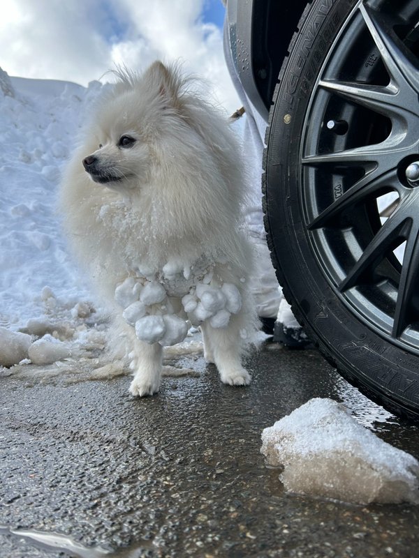 雪、ついてます。